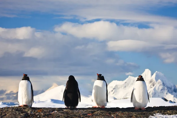 Pingviner som drömmer — Stockfoto
