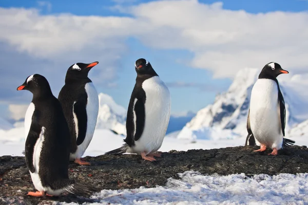 Πιγκουΐνους σε ένα βράχο στην Ανταρκτική — Φωτογραφία Αρχείου