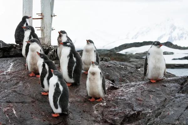 Grupo de pingüinos — Foto de Stock