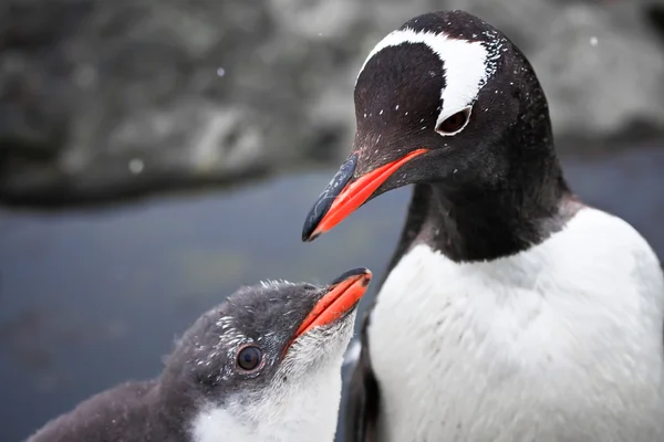 2 つのペンギン — ストック写真