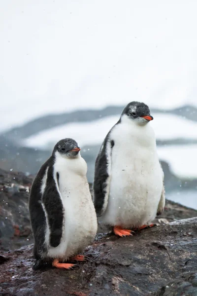 Dois pinguins — Fotografia de Stock