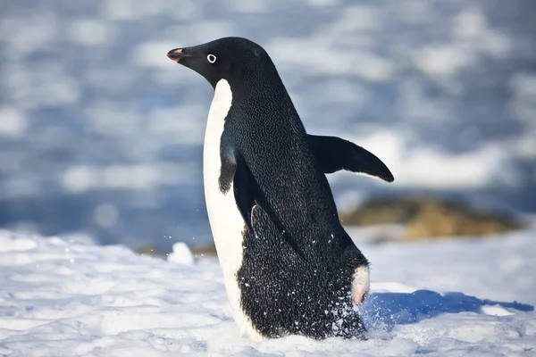 Pinguino bianco e nero — Foto Stock