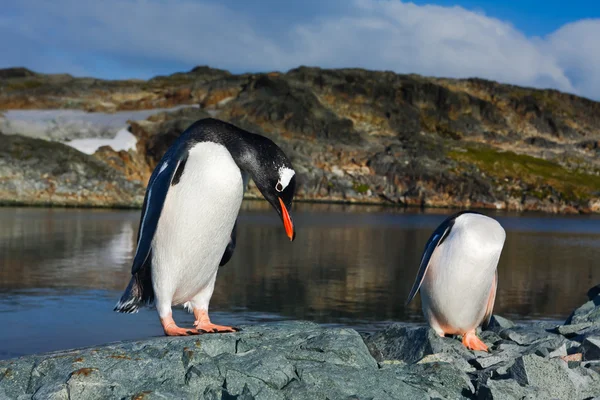 Tučňáci na skalách — Stock fotografie