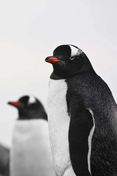 Два пінгвіни — стокове фото