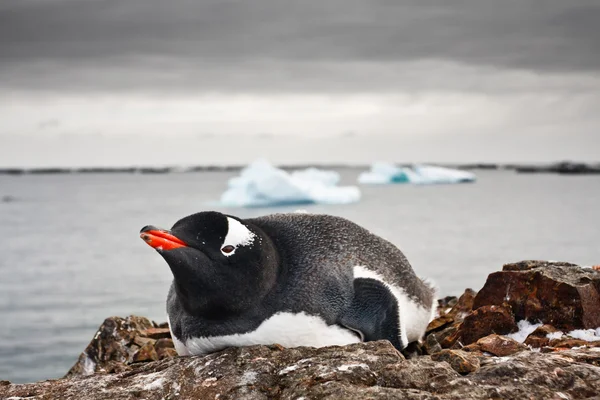 Schwarzer und weißer Pinguin — Stockfoto