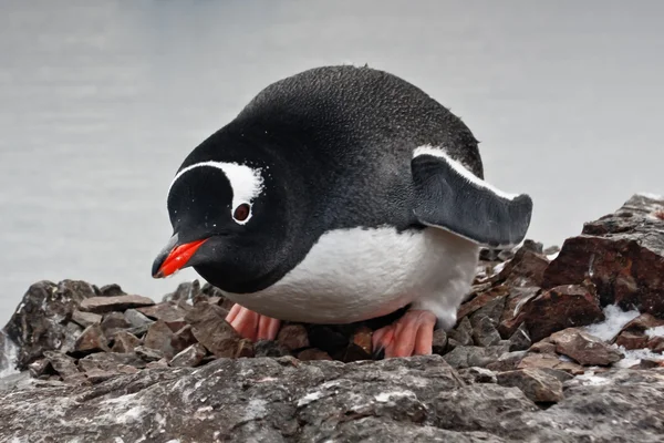 黒と白のペンギン — ストック写真