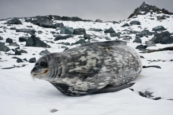 Серый тюлень — стоковое фото