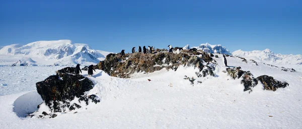 Penguenler bir kayanın üzerinde — Stok fotoğraf