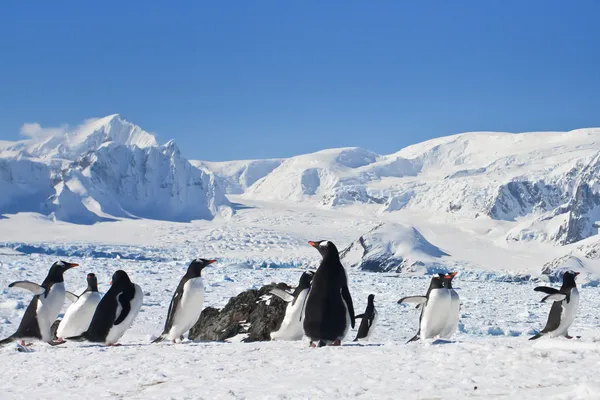 Duża grupa pingwiny — Zdjęcie stockowe