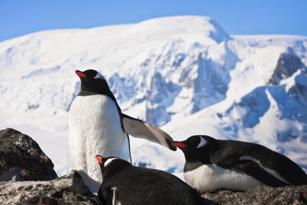 Penguins on rock — Stock Photo, Image