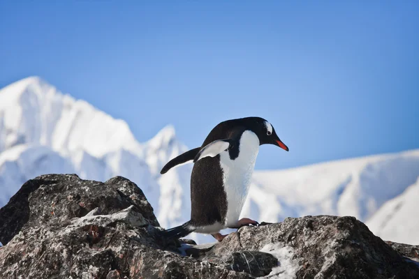 Pingwin na skałach — Zdjęcie stockowe