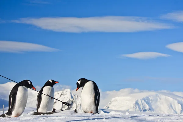 Trois pingouins identiques — Photo