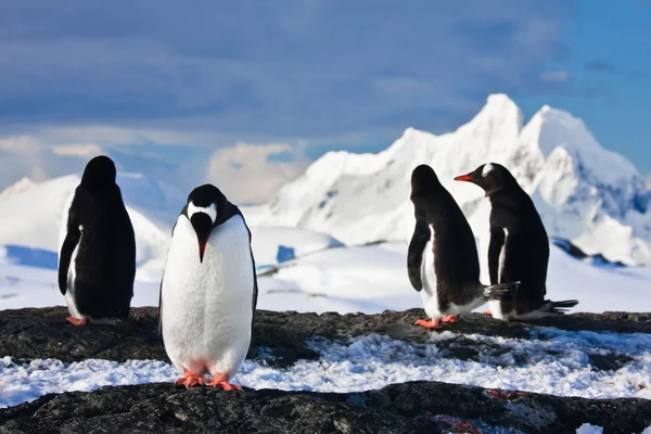 Penguenler Antartika'da bir kayanın üzerinde — Stok fotoğraf