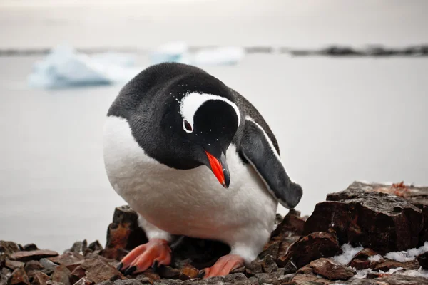 Zwart-wit pinguïn — Stockfoto