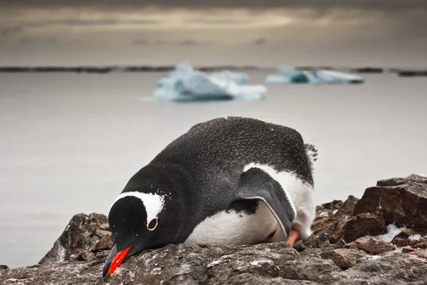 Pinguino bianco e nero — Foto Stock