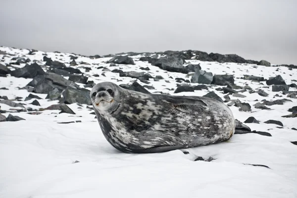 The grey seal — Stock Photo, Image