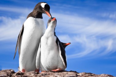 Two penguins in Antarctica clipart