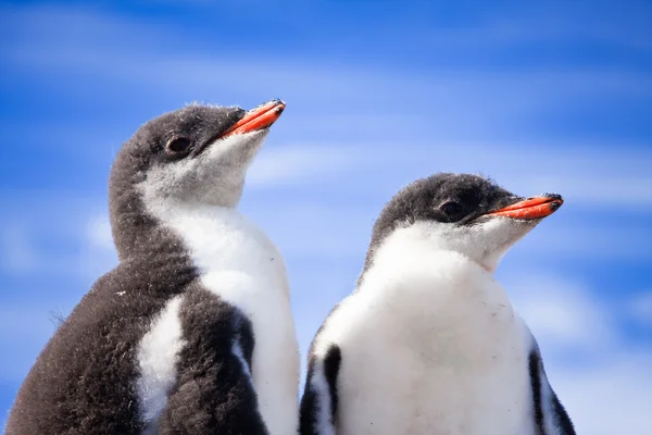 Dwóch pingwinów na Antarktydzie — Zdjęcie stockowe