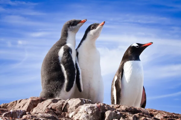 Pingvinek az Antarktiszon — Stock Fotó