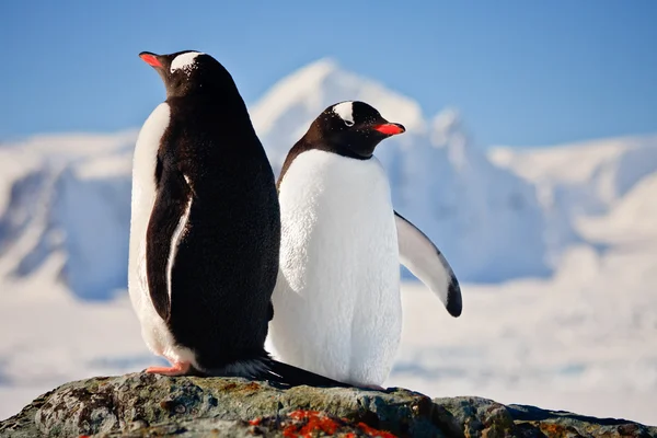 Two penguins dreaming Royalty Free Stock Images
