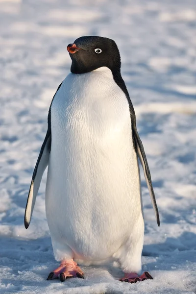 Černé a bílé tučňák — Stock fotografie