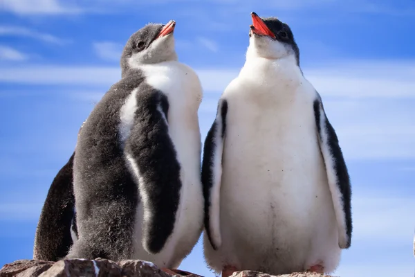 Dwóch pingwinów na Antarktydzie — Zdjęcie stockowe