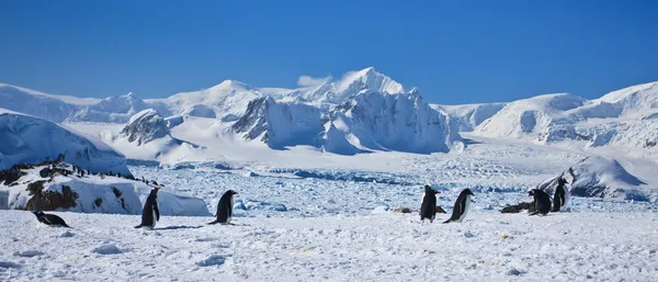 Eine große Gruppe von Pinguinen — Stockfoto