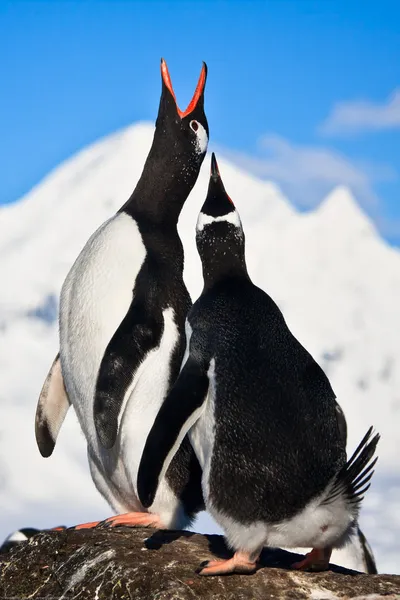 Zingen pinguïns — Stockfoto