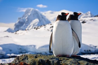 Two penguins clipart