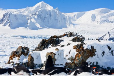 Large group of penguins having fun in the snowy hills of the Antarctic clipart