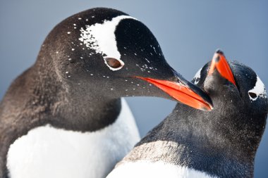 Two penguins playing on the stony coast of Antarctica clipart