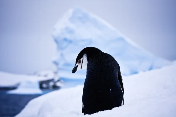Pinguino Bianco Nero Sulla Neve Bianca — Foto Stock