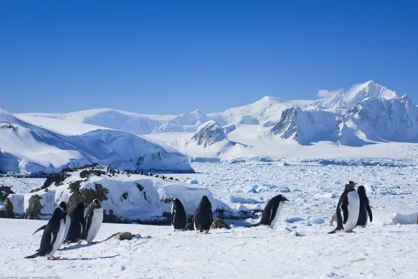 Stora gruppen av pingviner — Stockfoto