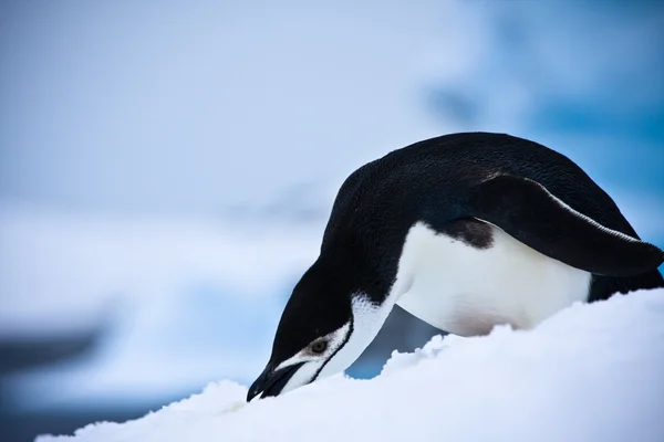 Schwarz Weißer Pinguin Auf Dem Weißen Schnee — Stockfoto