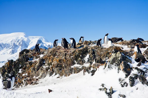 Пингвины на скале — стоковое фото
