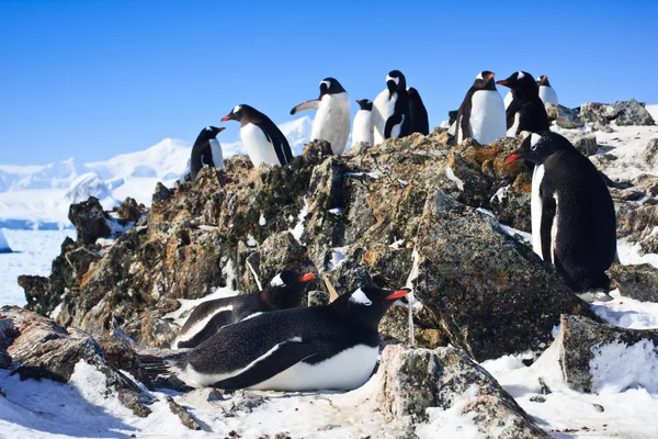 企鹅梦坐在一块岩石上背景山 — 图库照片