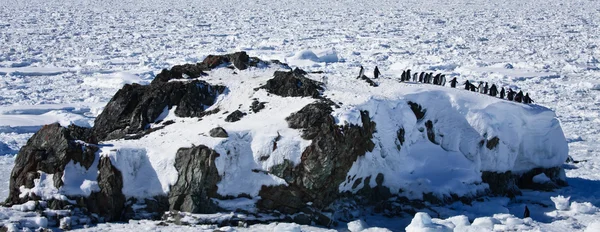 Pingüinos Soñando Sentados Una Roca Montañas Fondo —  Fotos de Stock