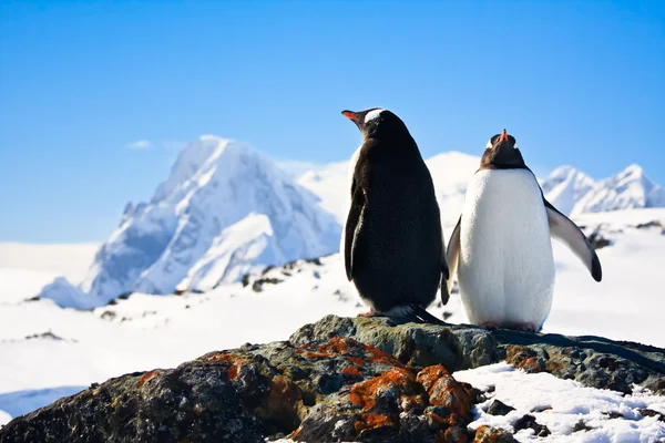 两个企鹅梦坐在一块岩石上背景山 — 图库照片