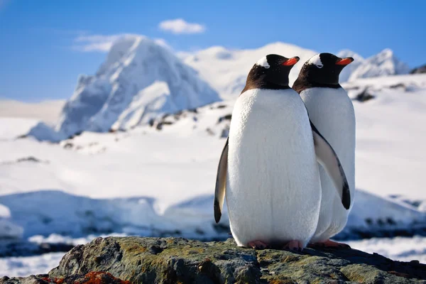 Antarctica penguin Stock Photos, Royalty Free Antarctica penguin Images |  Depositphotos