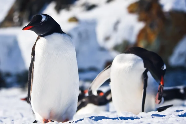 Twee Pinguïns Dromen Bergen Achtergrond — Stockfoto
