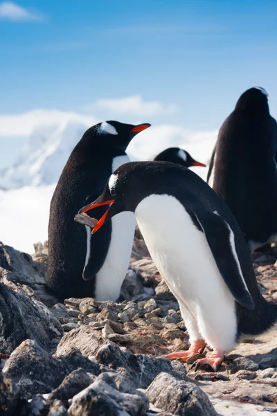 Pingüinos en una roca — Foto de Stock