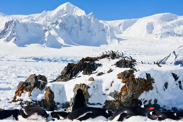 Grande Grupo Pinguins Divertindo Nas Colinas Nevadas Antártida — Fotografia de Stock