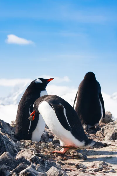 Pinguine auf einem Felsen — Stockfoto