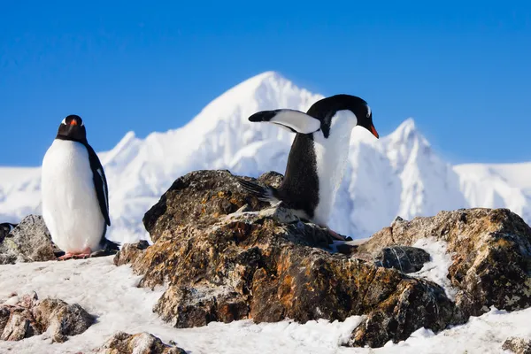 Pingüinos en una roca — Foto de Stock