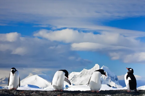背景の山 岩の上に座っている夢ペンギン — ストック写真