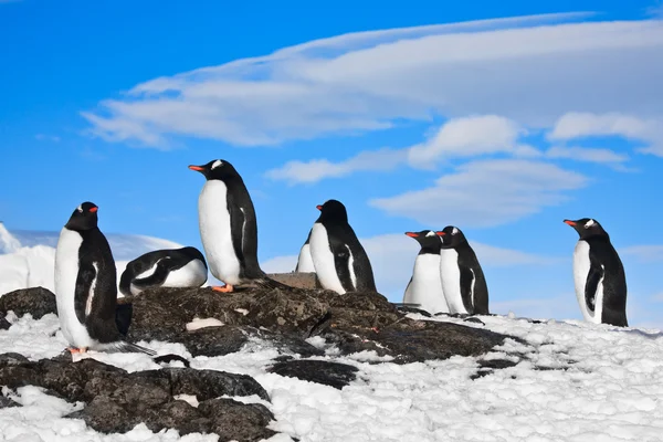 Pingüinos soñando —  Fotos de Stock