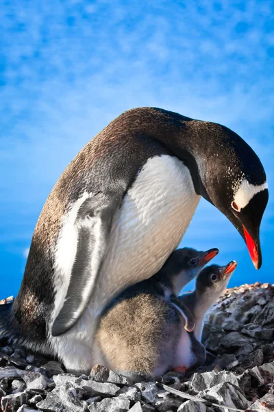 Penguin Family — Stockfoto