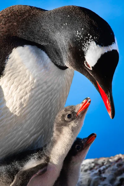 Penguen Anne Iki Çocuğunu Antarktika — Stok fotoğraf