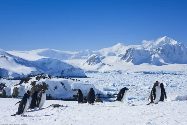 Stora gruppen av pingviner Stockfoto