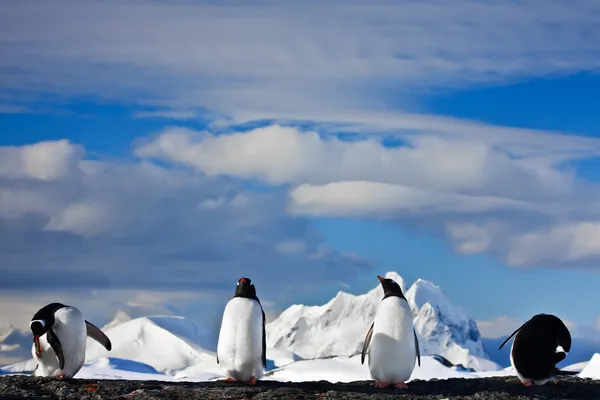 夢ペンギン — ストック写真